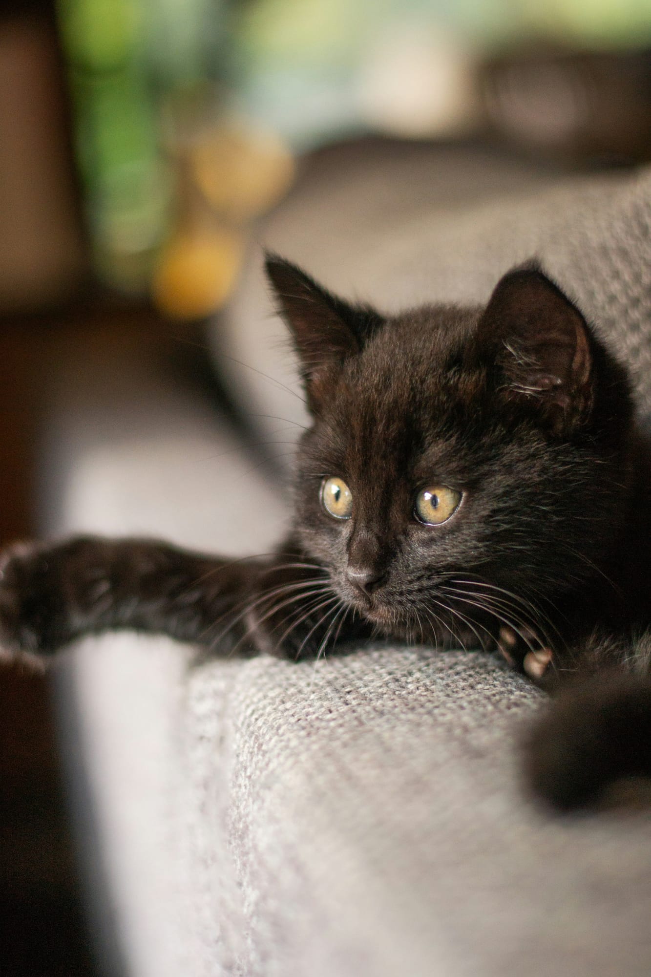Willow