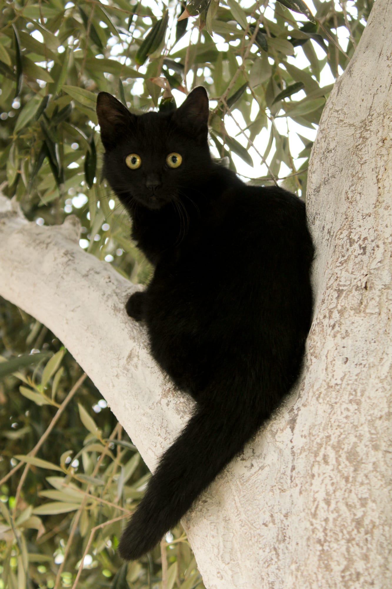 Willow