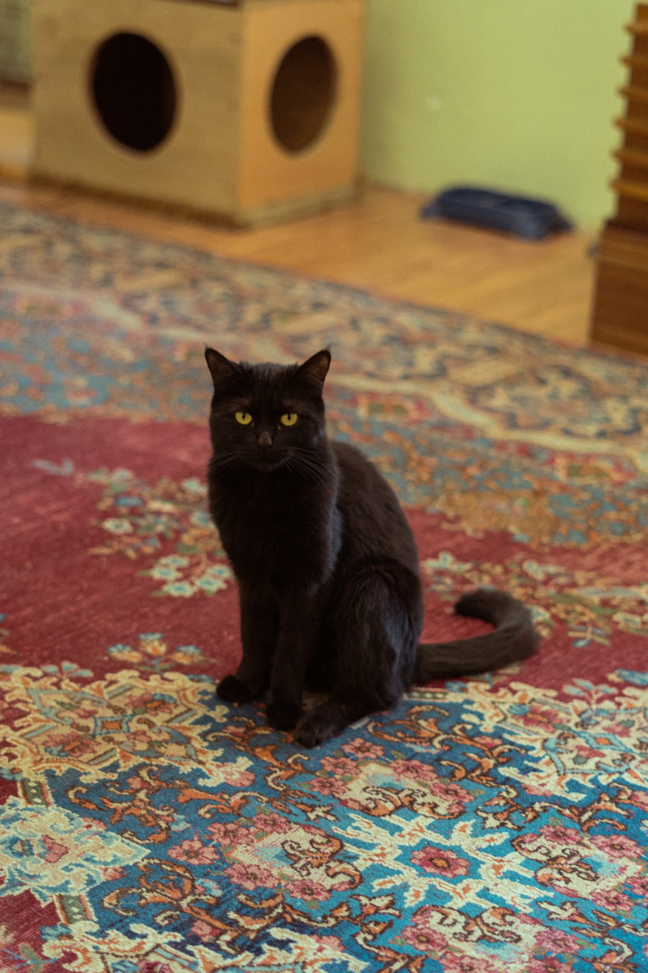 Willow