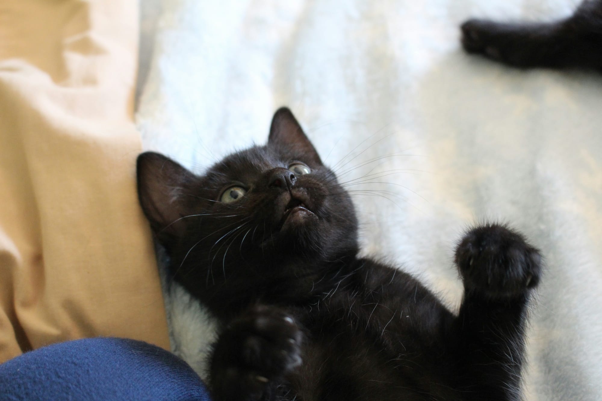 Willow