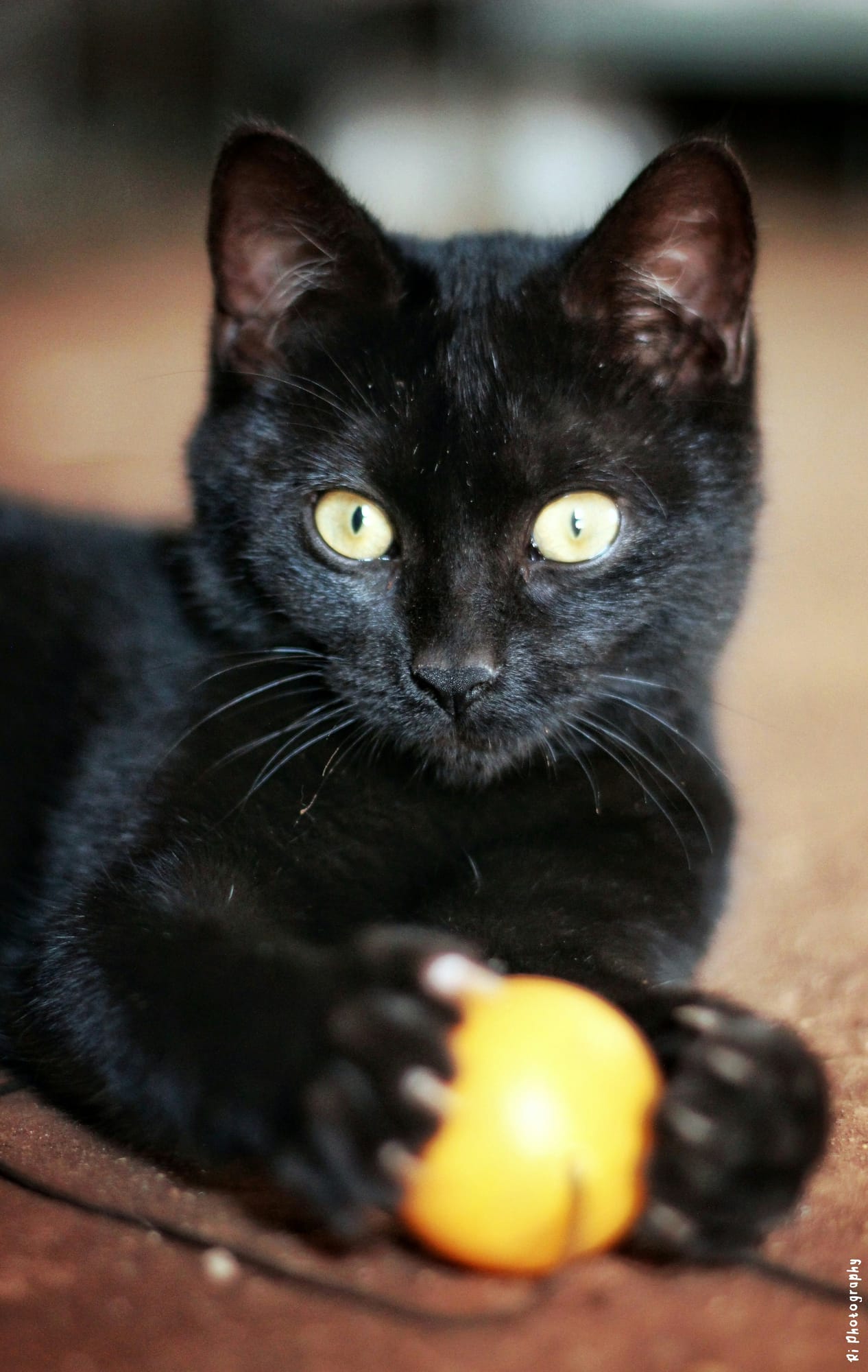 Willow