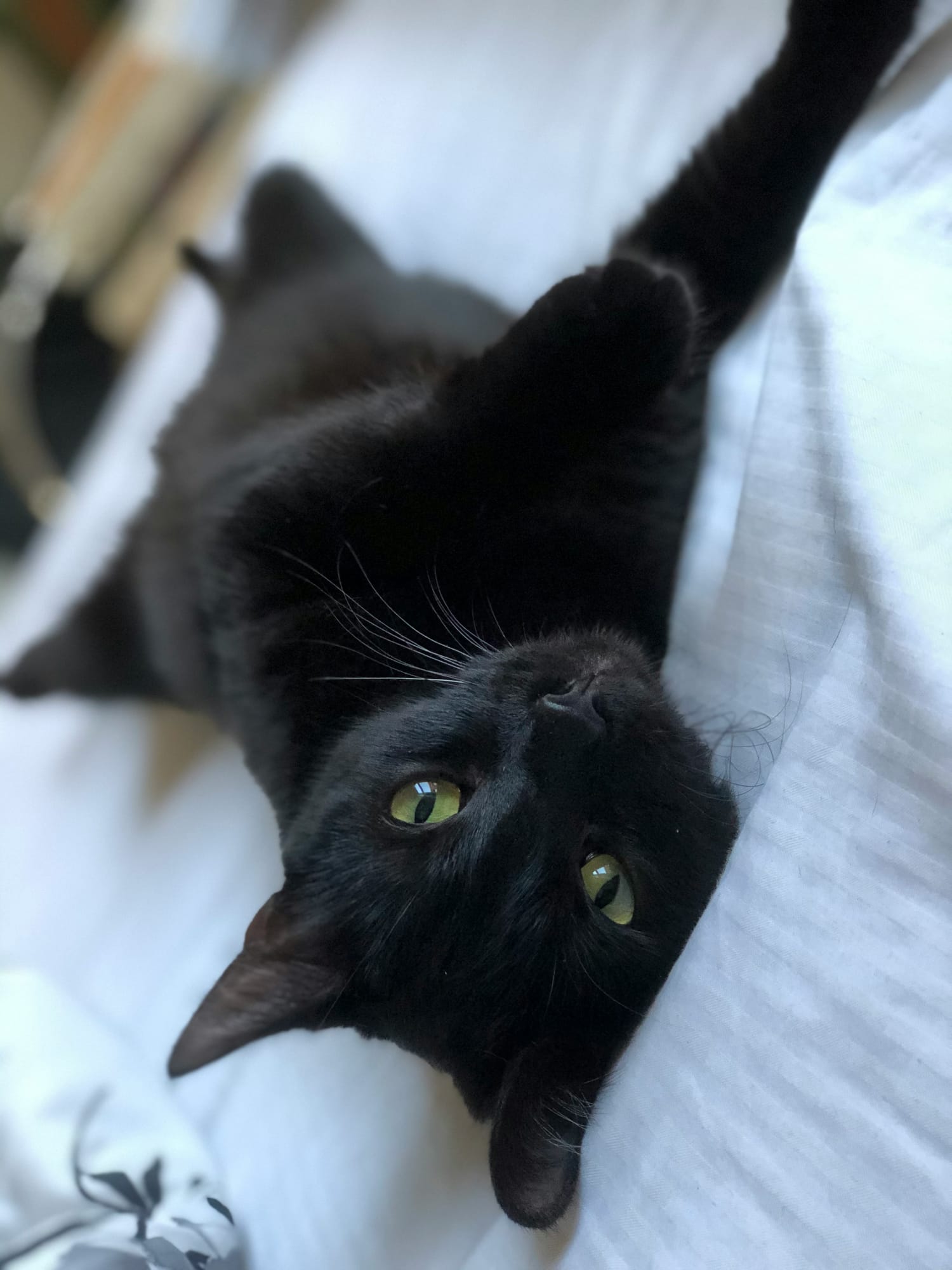 Willow