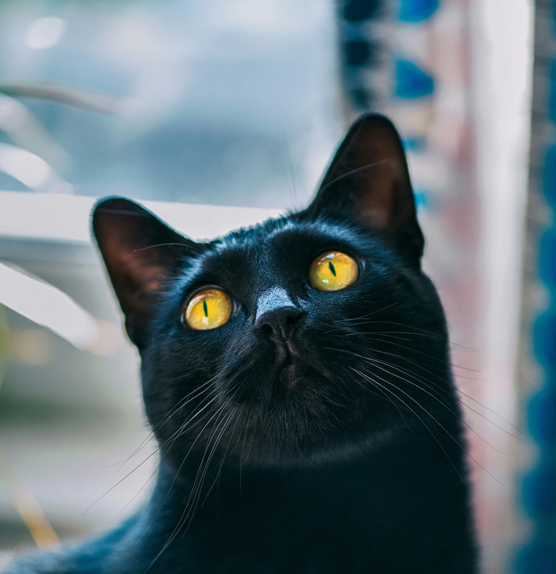 Willow, a black cat