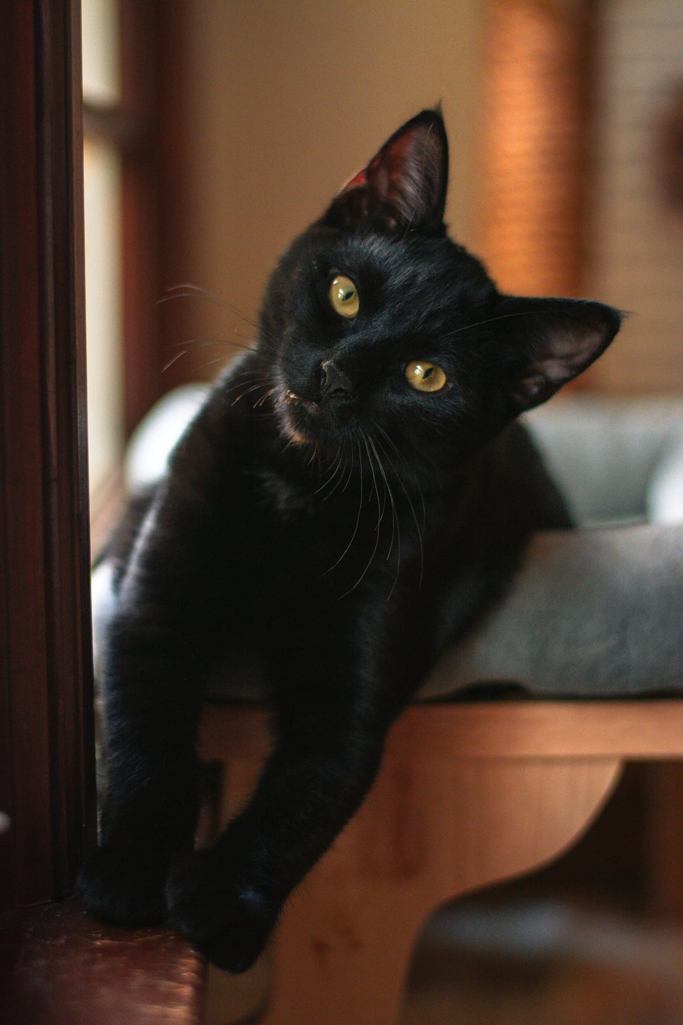 Willow