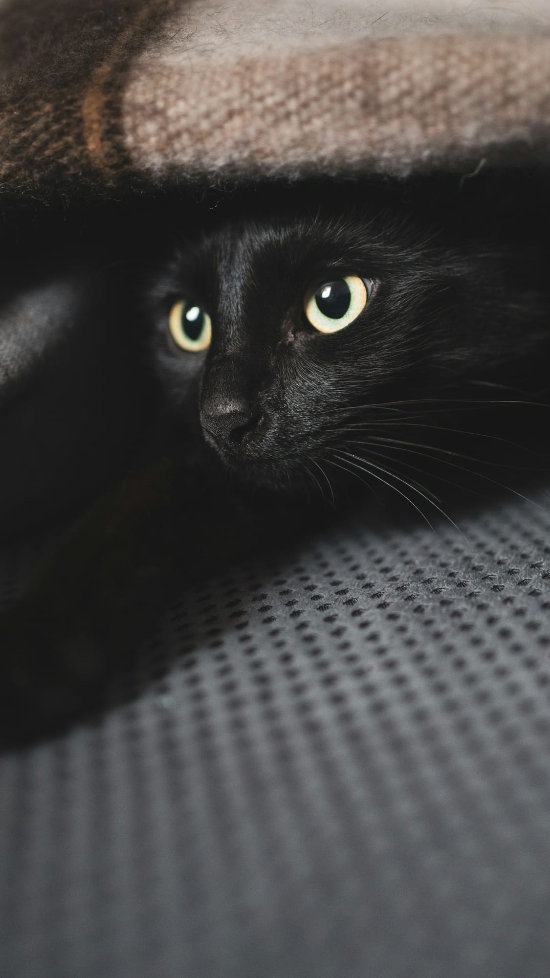 Willow