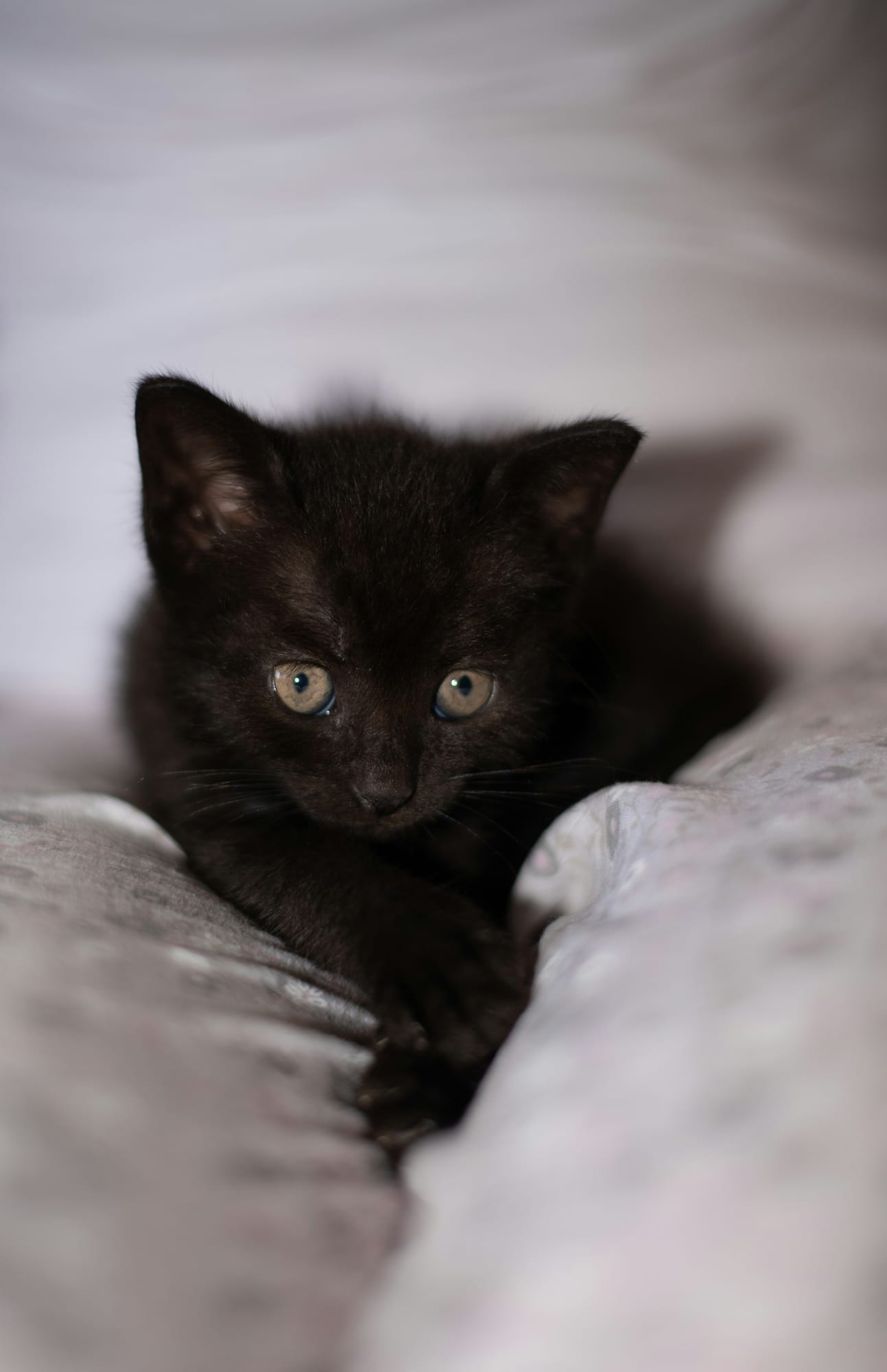 Willow