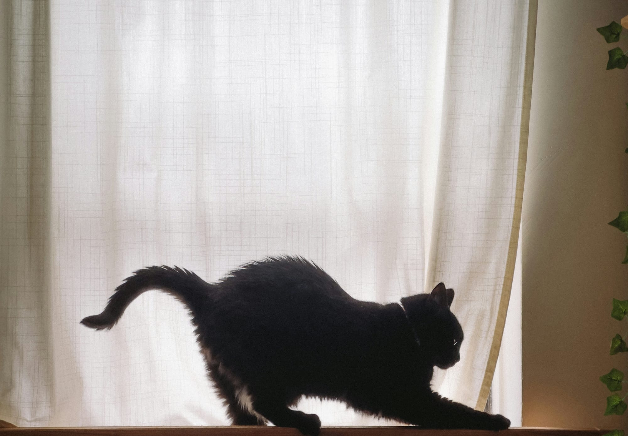 Willow